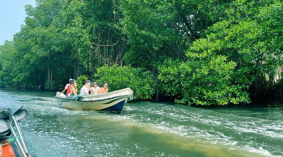 Bentota River Safari: The Mangrove Maze