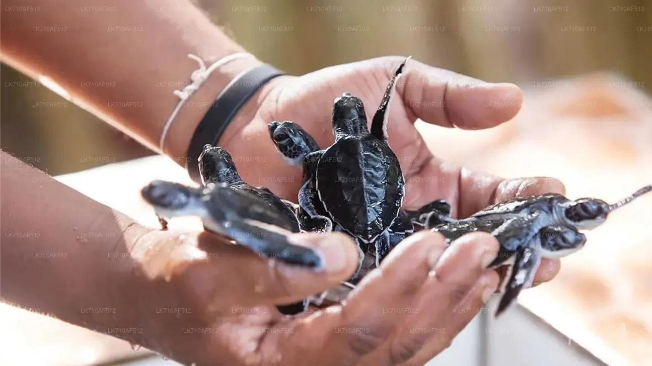 Kosgoda Sea Turtle Conservation Project: A Journey of Marine Rescue