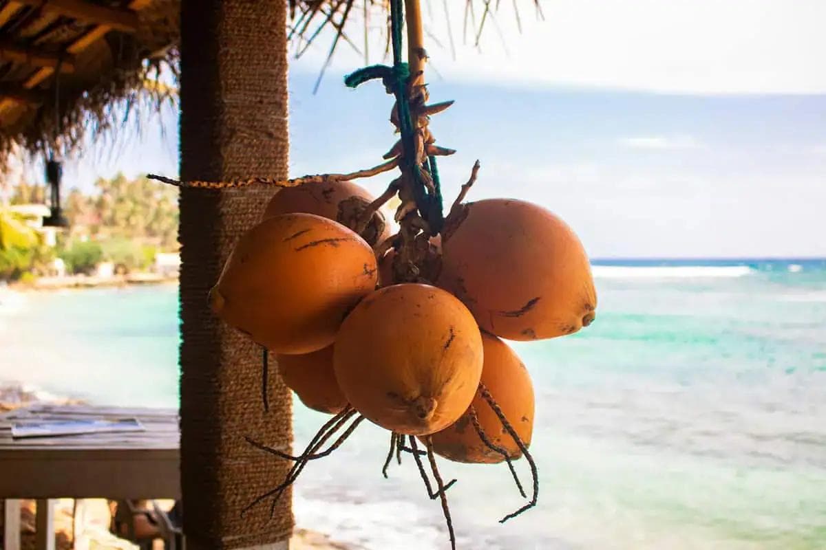 Discover the health benefits of drinking king coconut daily.