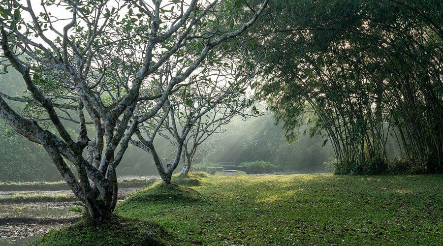 Brief Garden vs. Lunuganga: Which Bawa Garden Should You Visit?