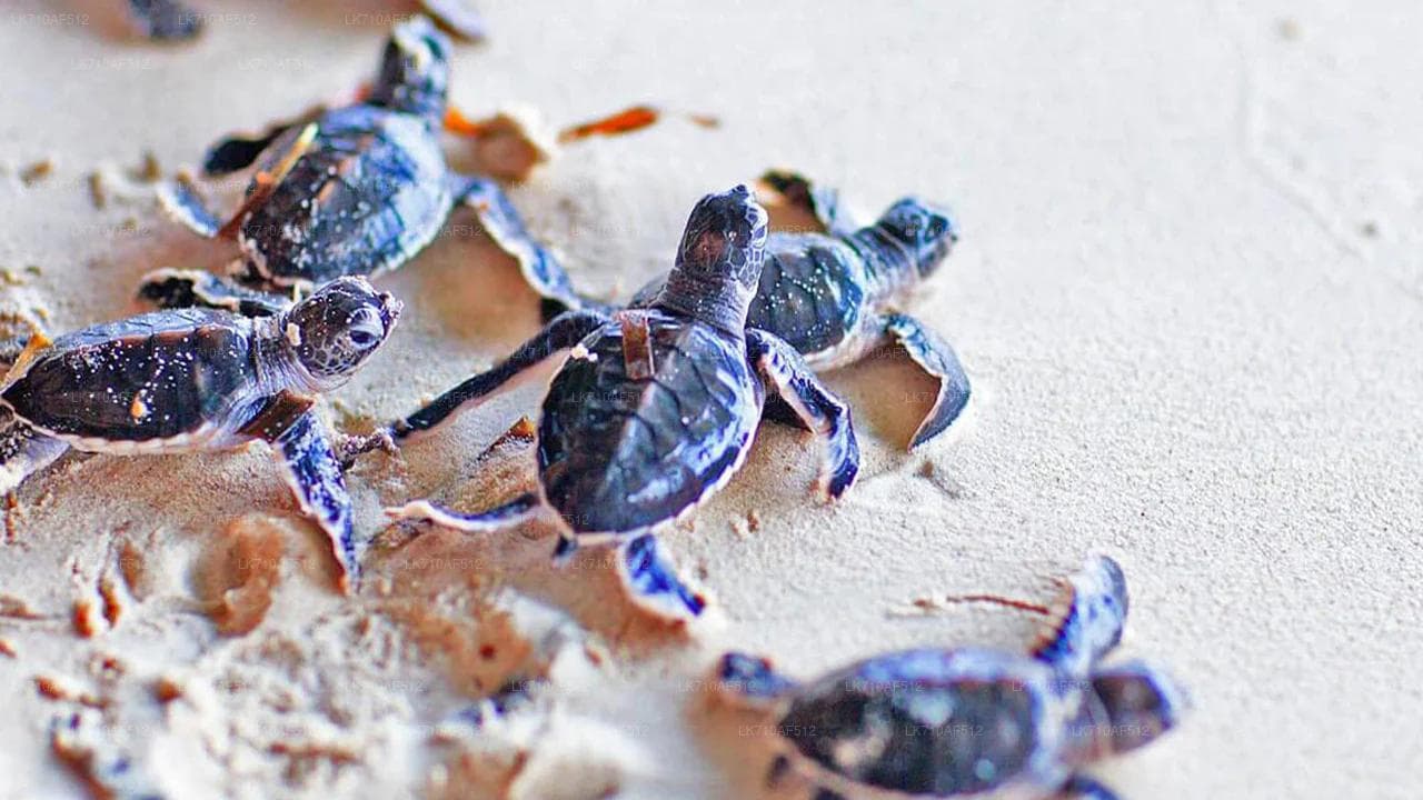 Bentota: Conservation at the Kosgoda Turtle Hatchery